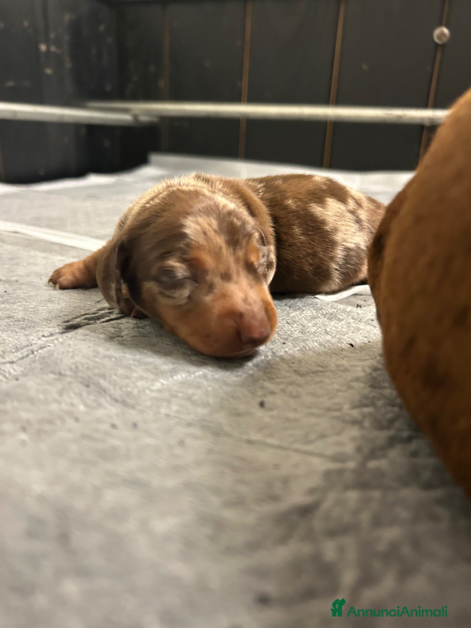 Bassotto cani Cuccioli Bassotto Kaninchen P- Corto cioccolato Me - Annuncio 20