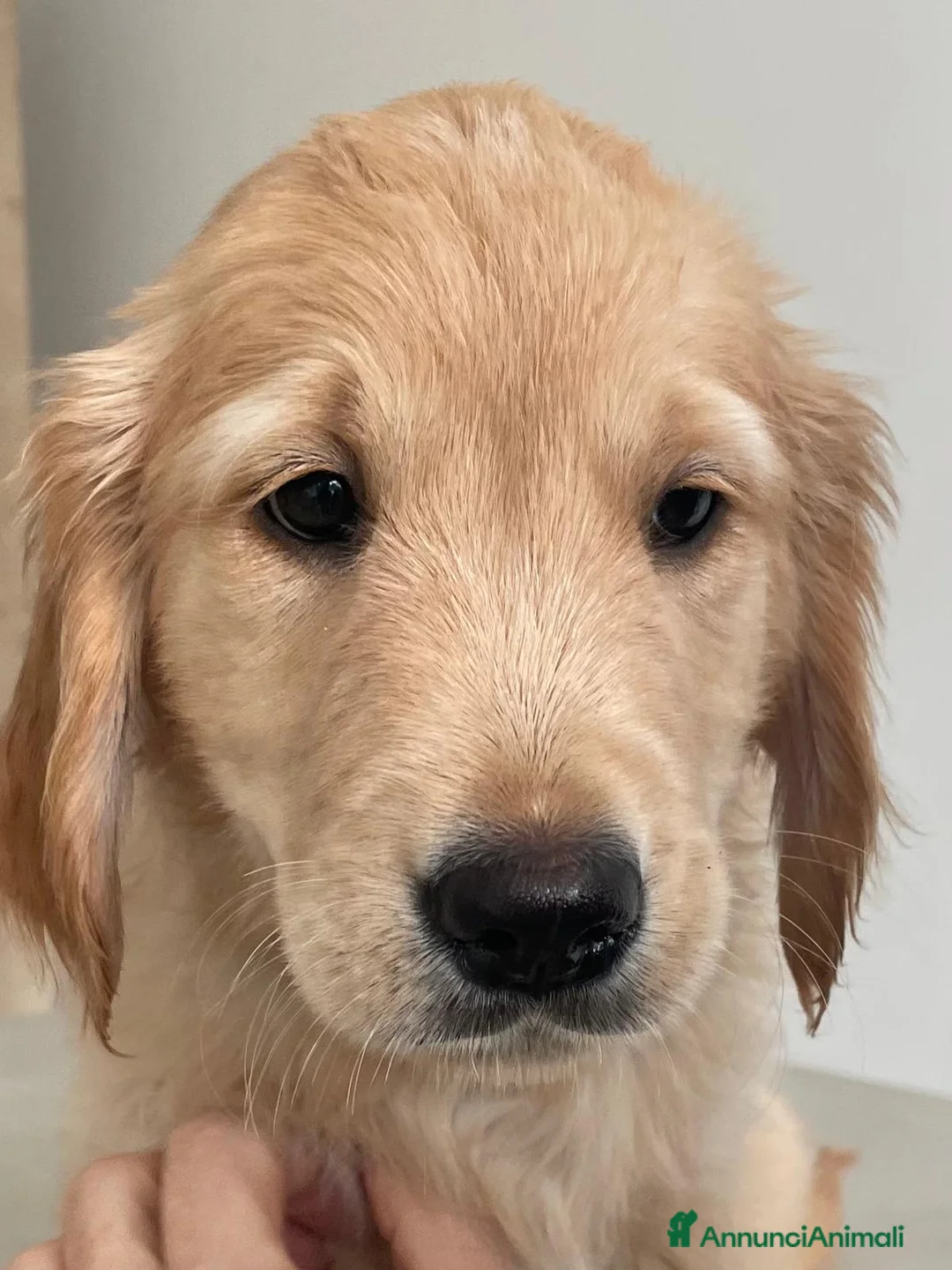 Golden Retriever cani in vendita: Cuccioli di Golden Retriever disponibili - Annuncio 6