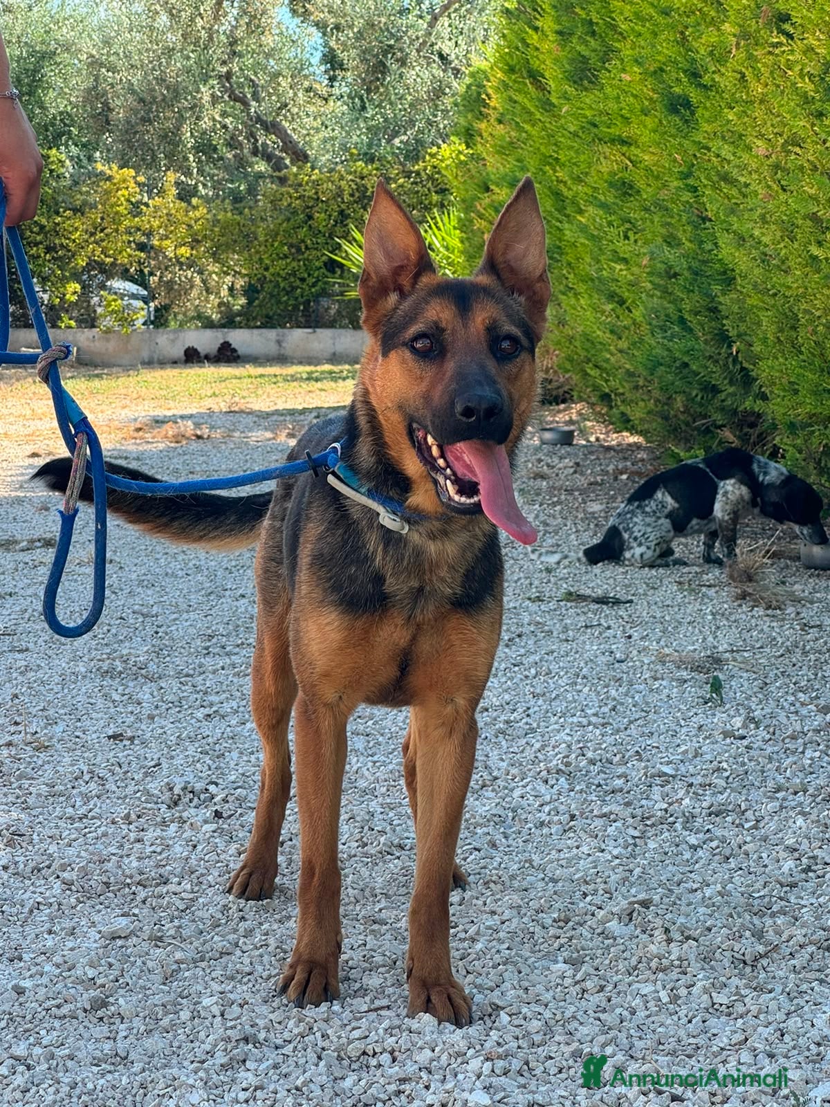 Meticcio cani Pepita - Annuncio 14