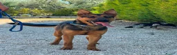 Meticcio cani in regalo: Pepita - Annuncio 1