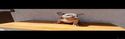 Bulldog Francese cani in vendita: Bulldog francesi Merle maschi - Annuncio 6