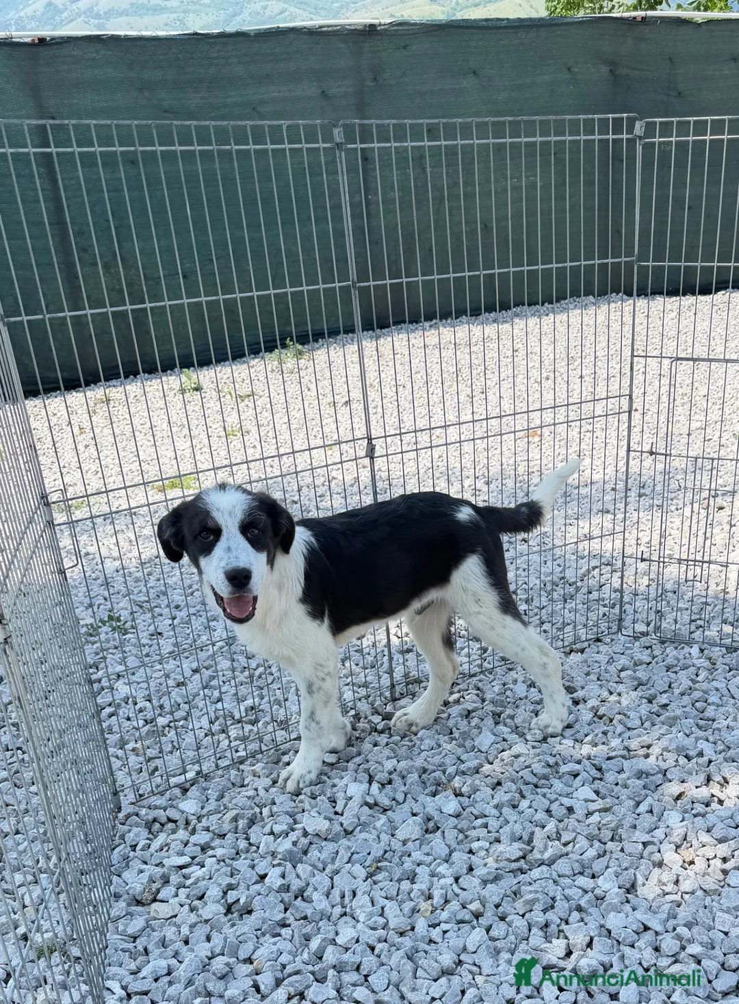 Meticcio cani in regalo: Macchia a Provincia di Brescia - Annuncio 1