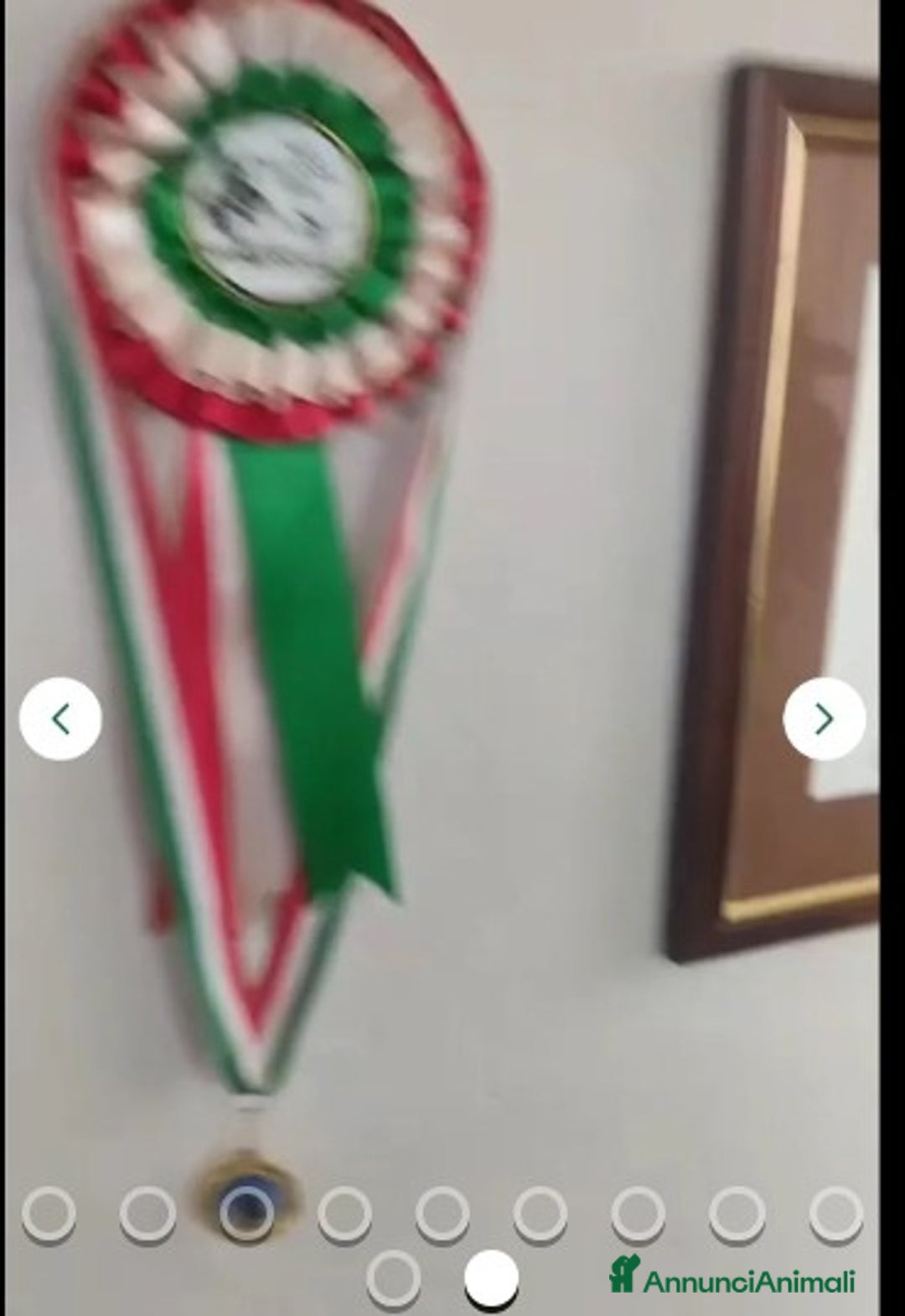 Pastore Tedesco cani in regalo:  proprietario regala splendidi cuccioli  - Annuncio 19