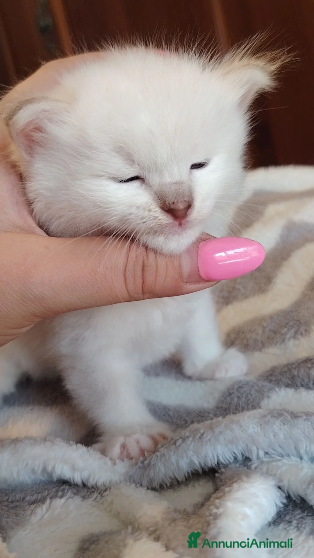Ragdoll gatti in vendita: Cuccioli Ragdoll con pedigree  - Annuncio 10
