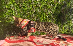 Bengala gatti in vendita: Cucciolo bengala brown spotted tabby  - Immagine 4