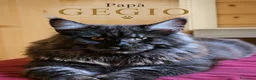 Maine Coon gatti in vendita: Cuccioli Maine Coon XXL con Pedigree ANFI - Annuncio 6