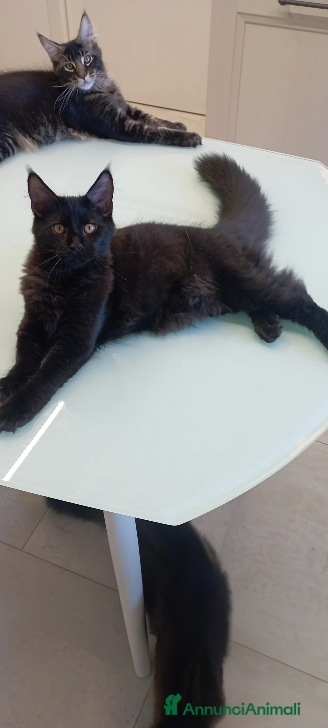 Maine Coon gatti in vendita: Maine Coon con pedigree  - Annuncio 17