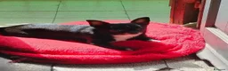 Chihuahua cani in vendita: Cuccioli di Chihuahua  a Città metropolitana di Messina - Annuncio 1