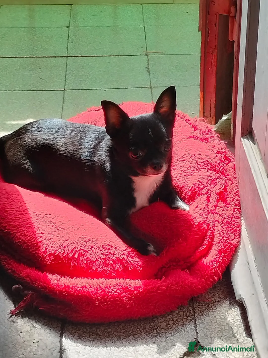 Chihuahua cani in vendita: Cuccioli di Chihuahua  a Città metropolitana di Messina - Annuncio 1