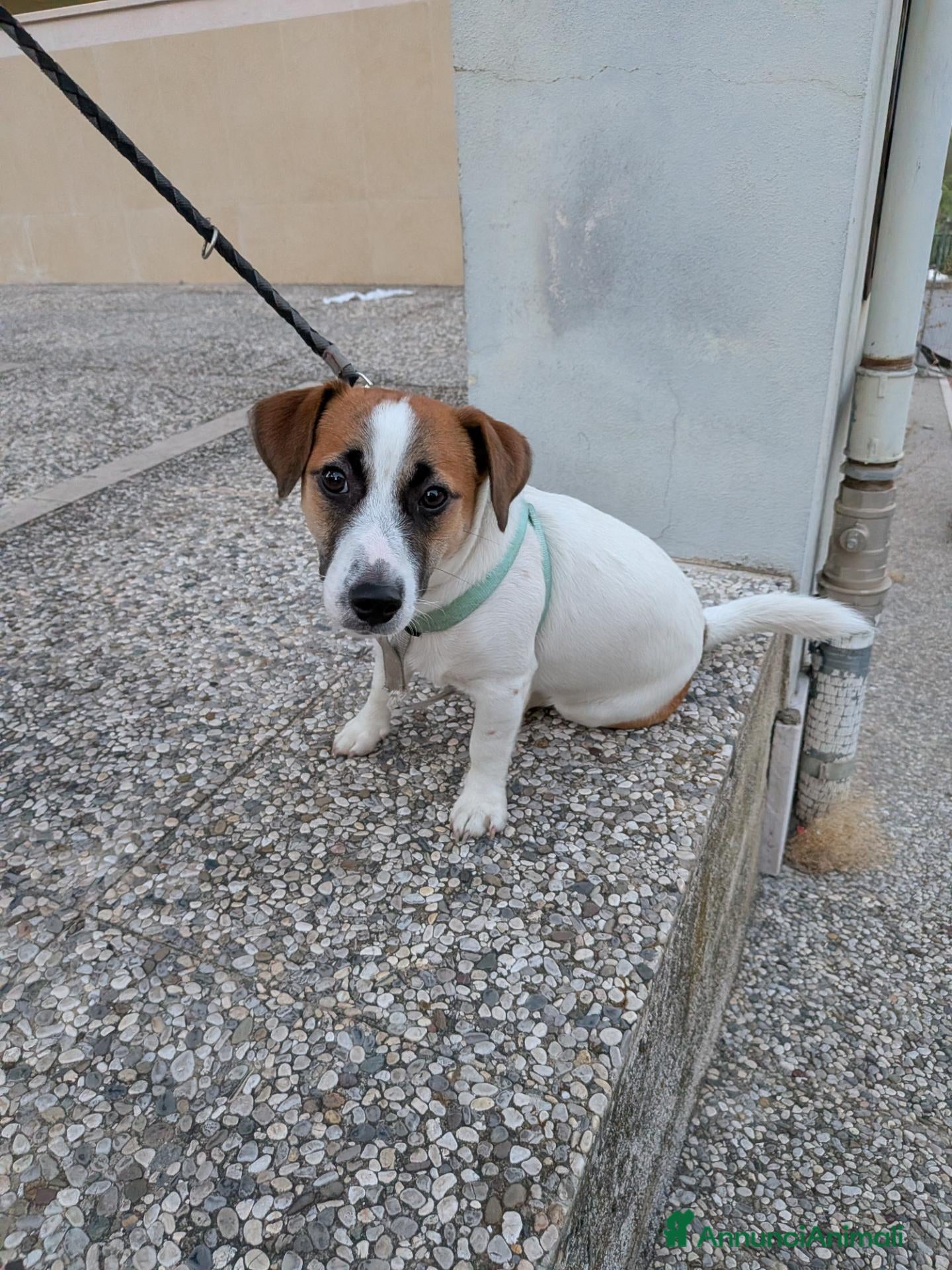Jack Russell cani SPLENDIDO MASCHIO JACK RUSSELL TERRIER VENDESI - Annuncio 12