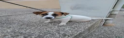 Jack Russell cani in vendita: SPLENDIDO MASCHIO JACK RUSSELL TERRIER VENDESI a Provincia di Campobasso - Annuncio 1