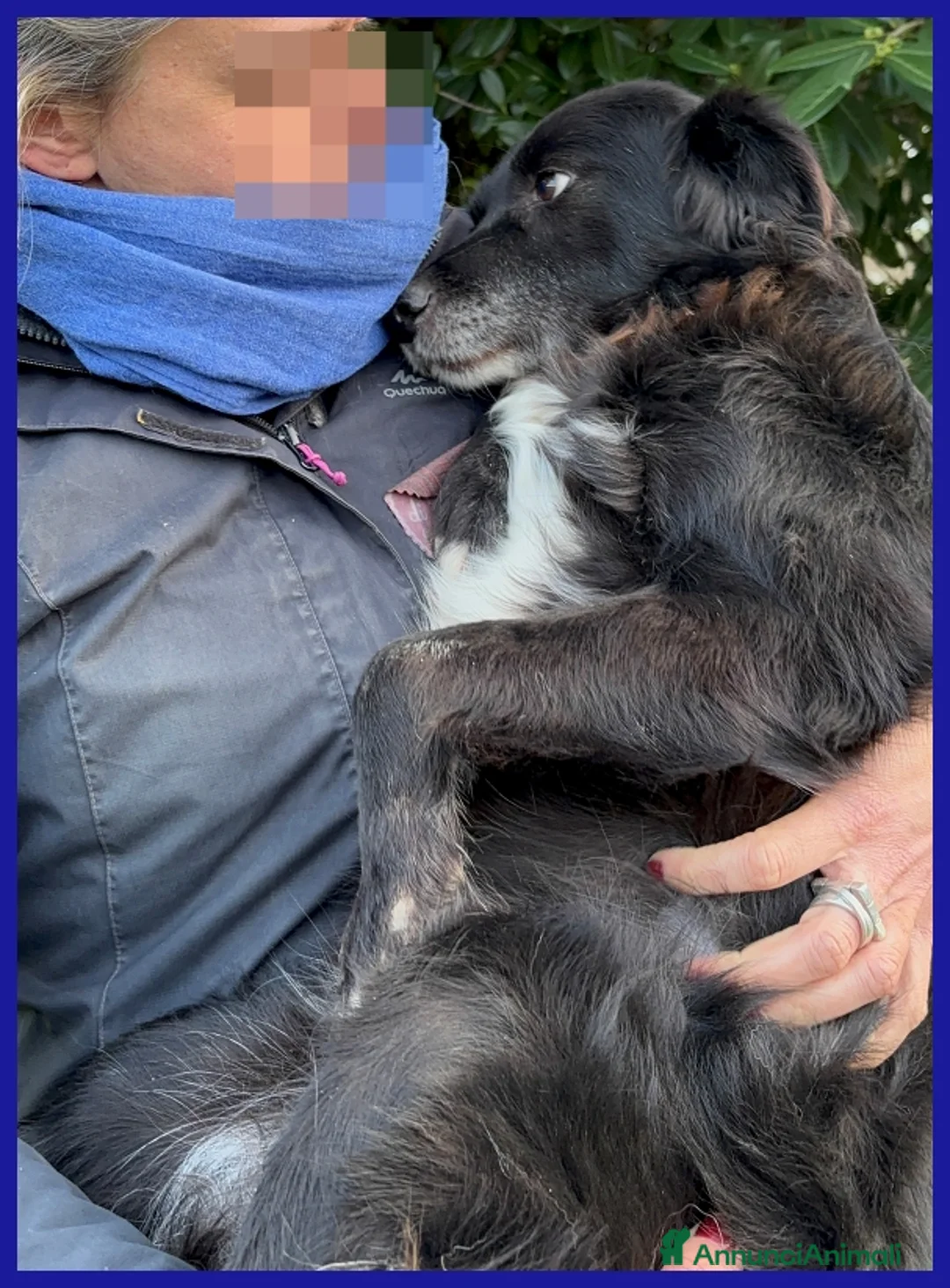 Meticcio cani in regalo: DAJE, SPLENDIDO SIMIL BORDER DI 5 ANNI - Annuncio 10