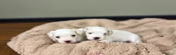 Maltese cani in vendita: Cuccioli di razza Maltese - Annuncio 7