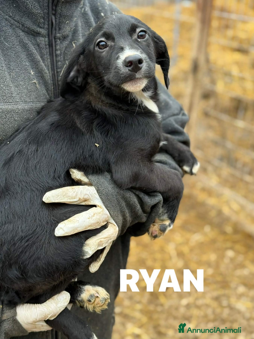 Meticcio cani in regalo: RYAN, cucciolo tenerone di 3 MESI E MEZZO. - Annuncio 3