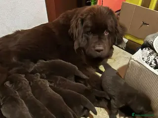 Terranova cani Cuccioli terranova - Annuncio 16