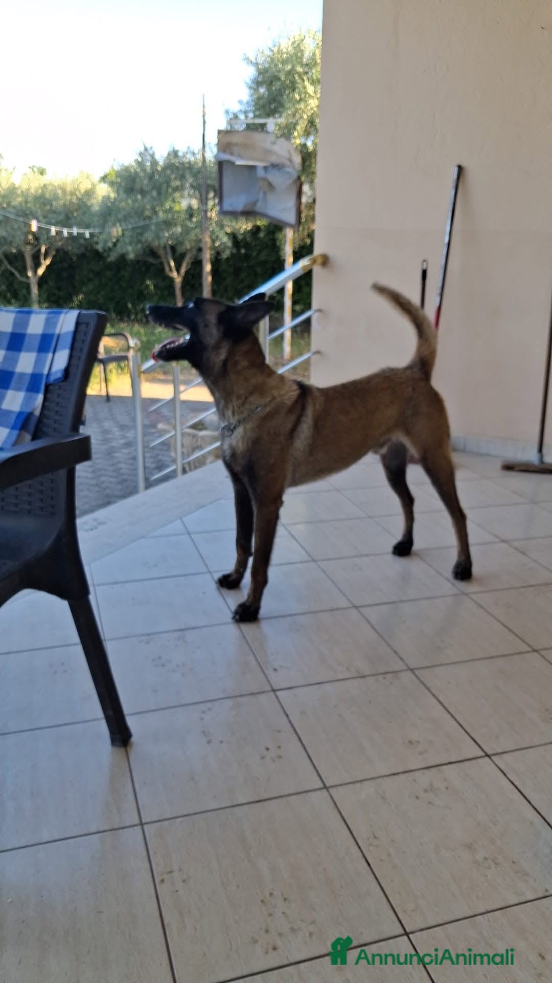 Pastore Belga cani Lello Pastore Malinois ottimo carattere - Annuncio 1