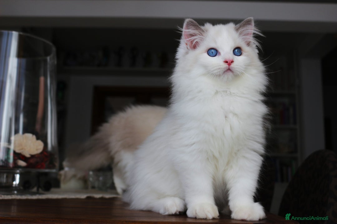 Ragdoll gatti in vendita: magnifico cucciolo ragdoll pedigree ministeriale a Città Metropolitana di Firenze - Immagine 2