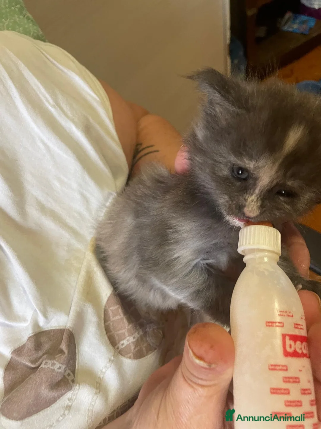 Maine Coon gatti in vendita: Maine coon - Annuncio 9