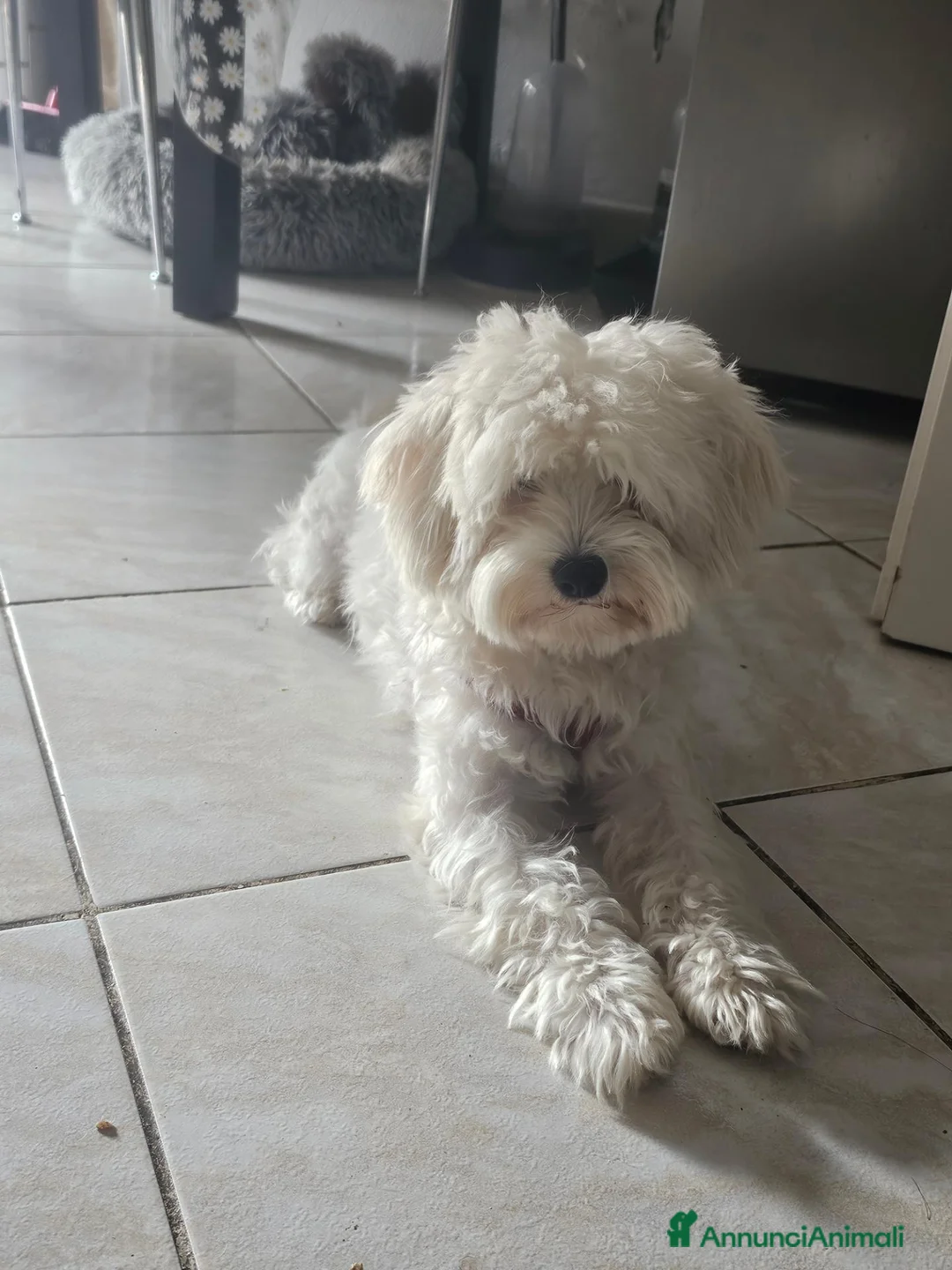 Bichon cani in vendita: Bishon maltese  - Annuncio 1