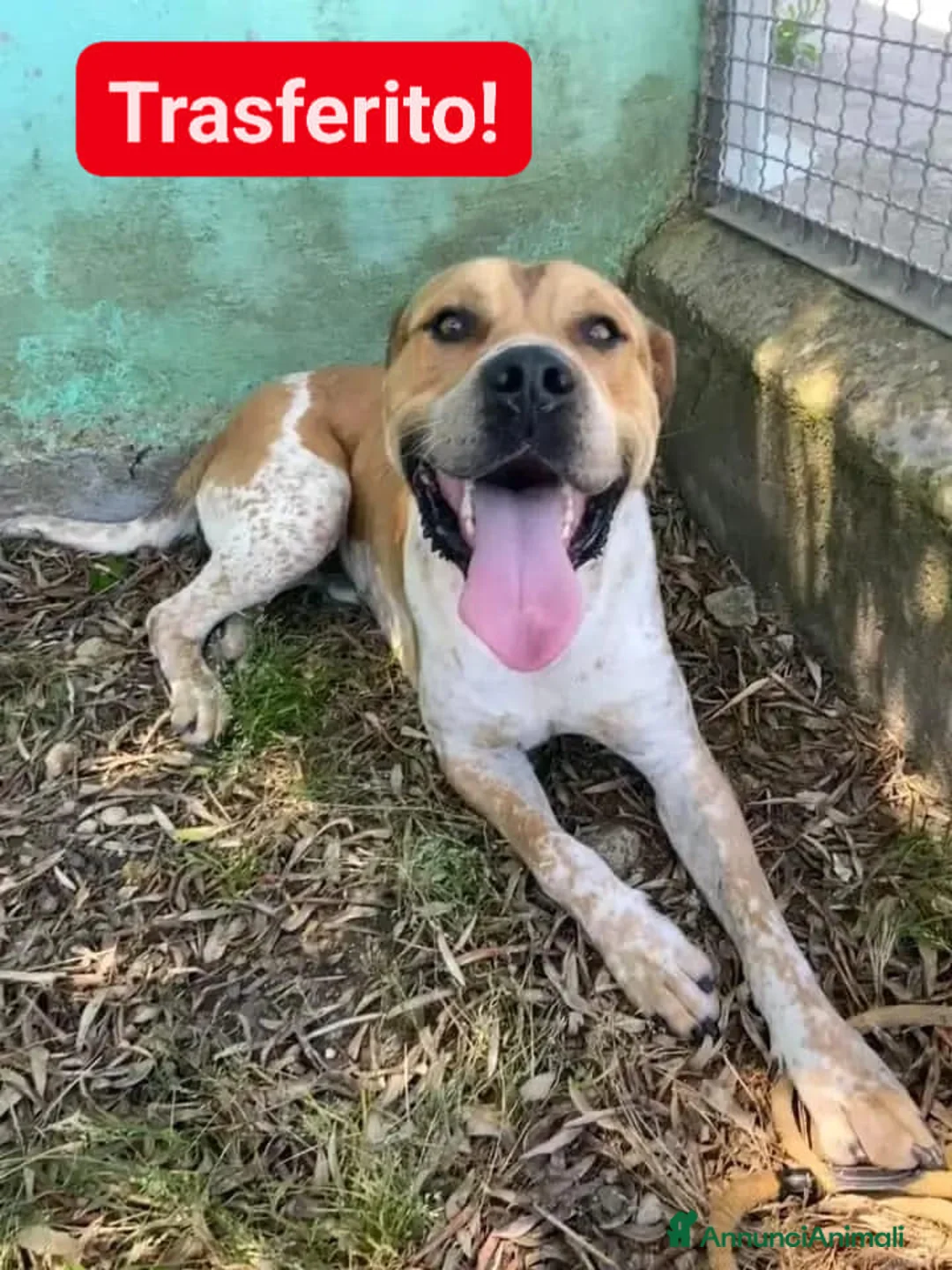 Meticcio cani in regalo: CASPER bravo ed equilibrato - Annuncio 5