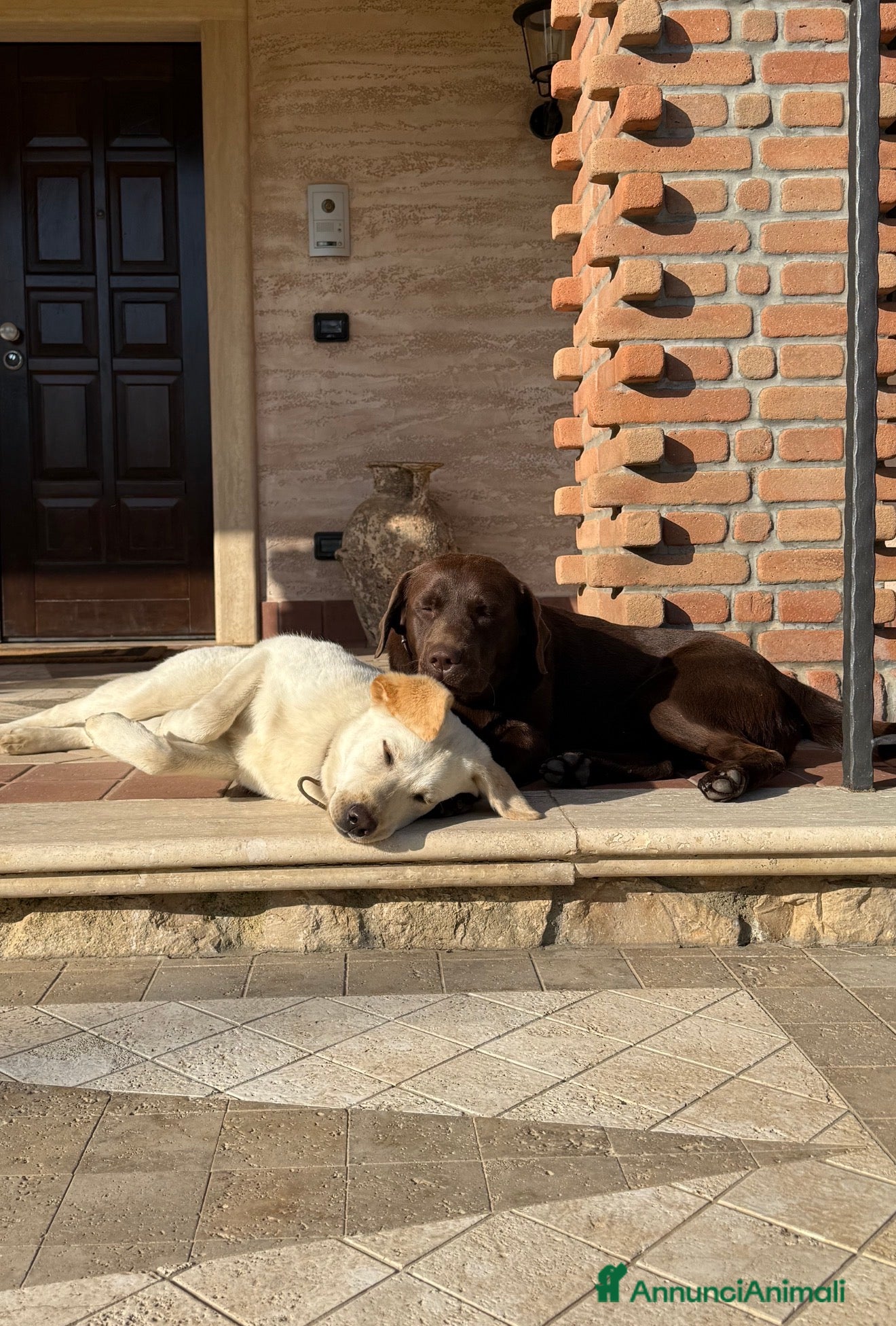 Labrador cani Labrador - No pedigree  - Annuncio 1