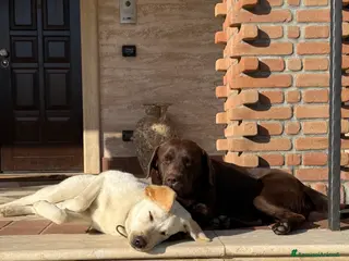 Labrador cani Labrador - No pedigree - Annuncio 1