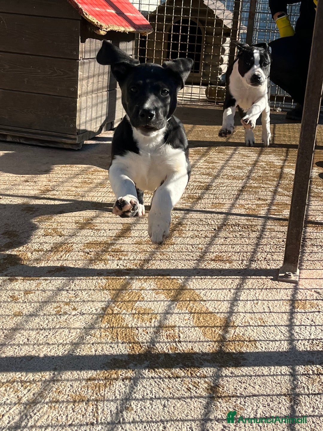 Meticcio cani in regalo: Cucciole sorelle in canile  - Annuncio 7