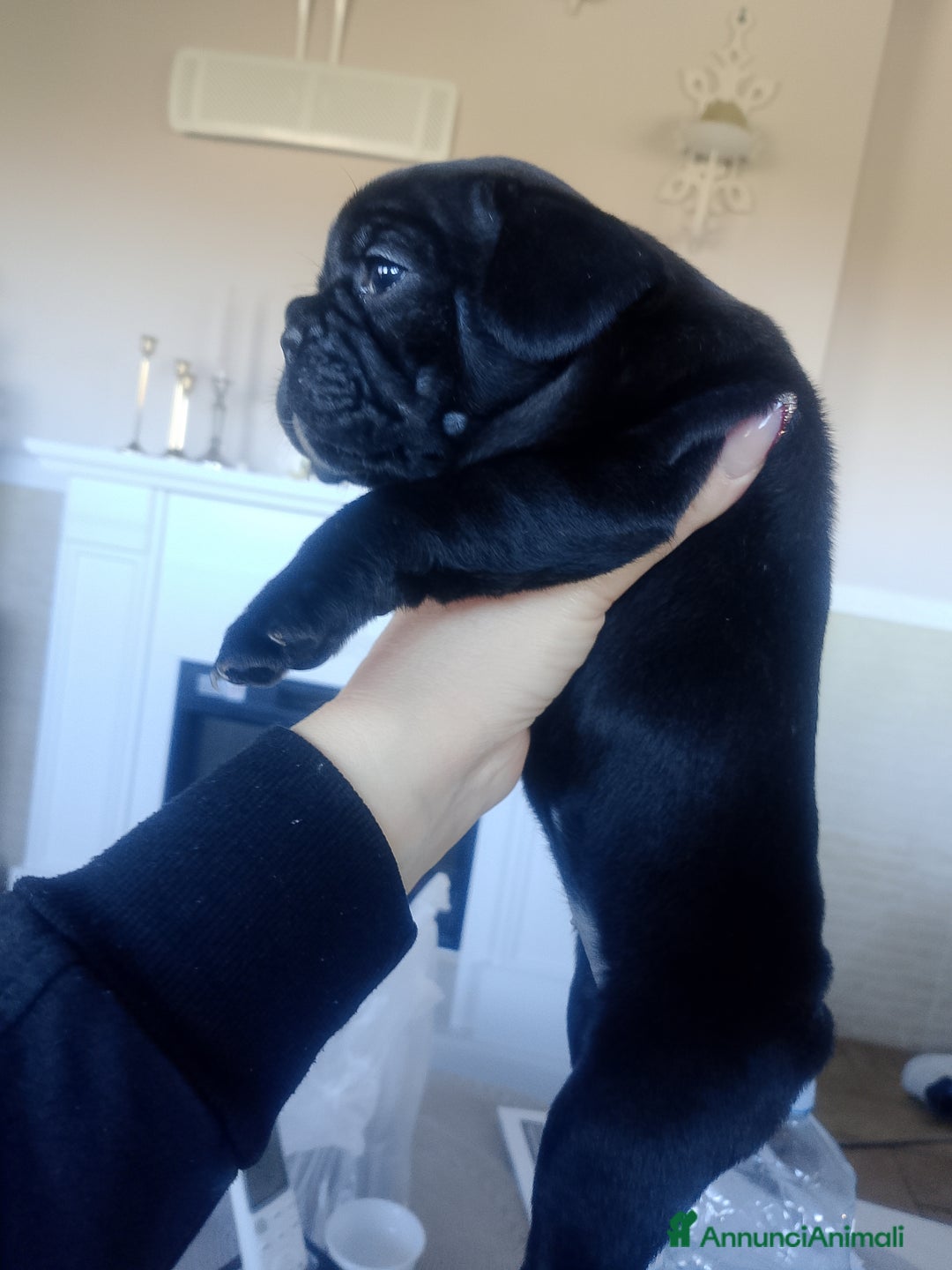 Bulldog Francese cani in vendita: Bulldog francese  - Annuncio 2