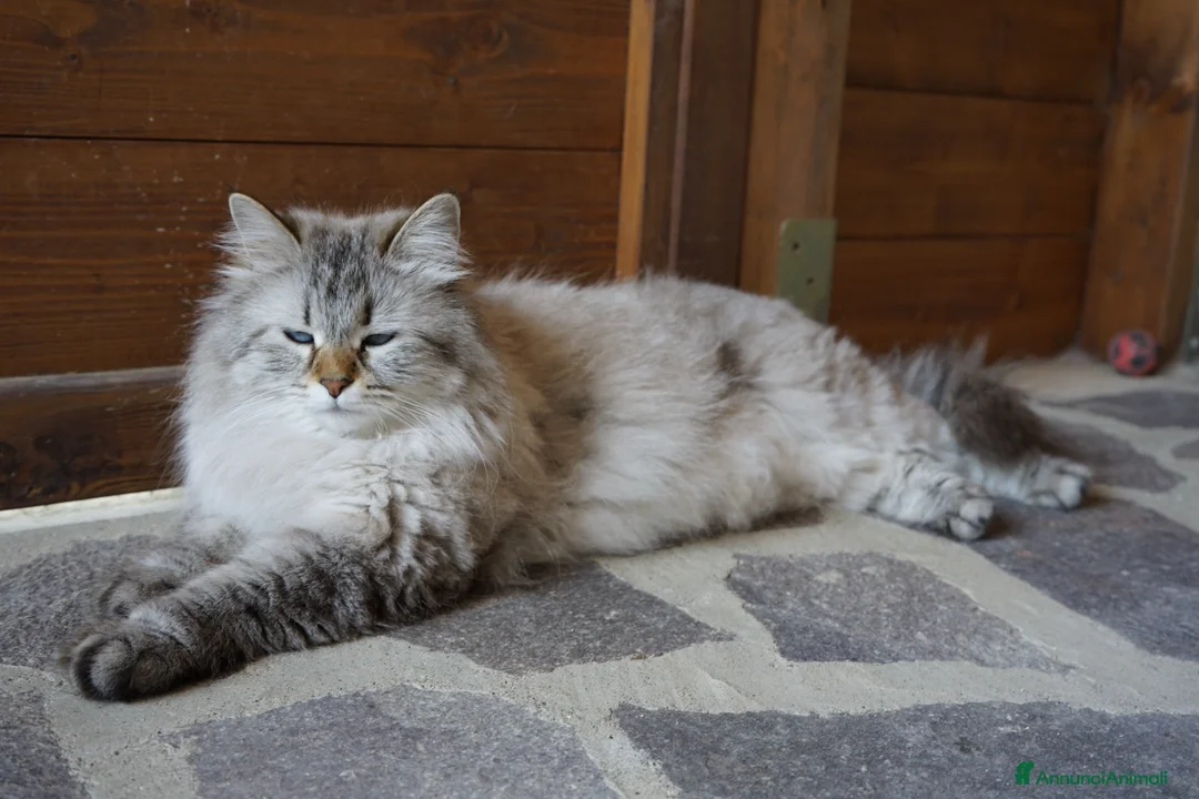 Immagine della galleria {{count}}