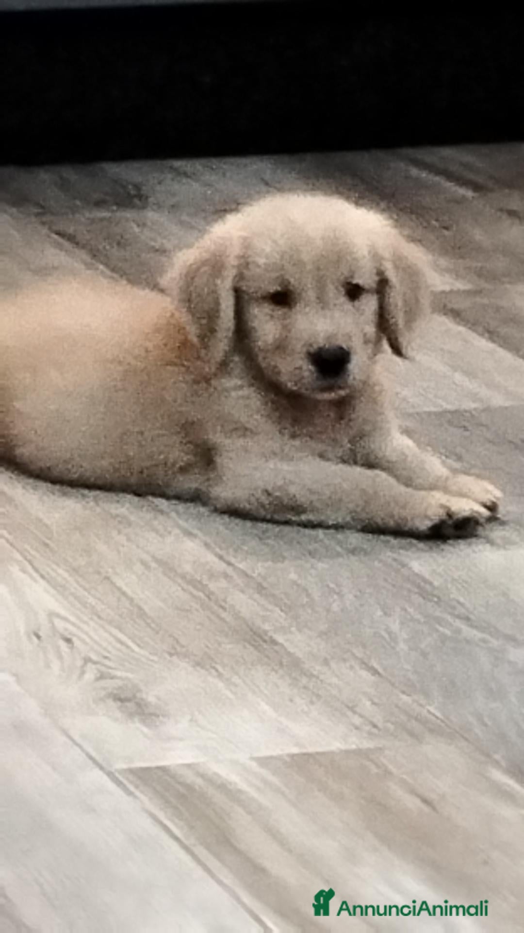 Golden Retriever cani Golden retriever americano  - Annuncio 4