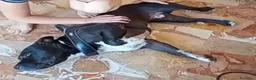 American Bully cani in regalo: American Bully 3anni,a sua assurda e triste storia - Annuncio 5