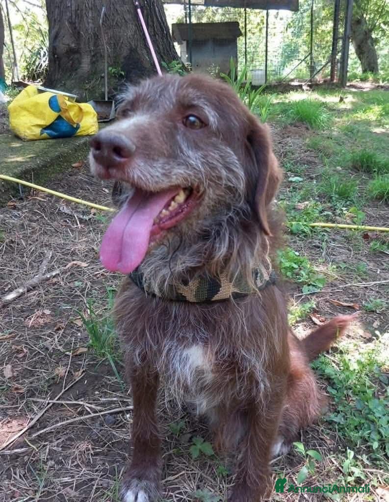 Meticcio cani Dolcissimo cagnolino! Taglia medio piccola  - Annuncio 4