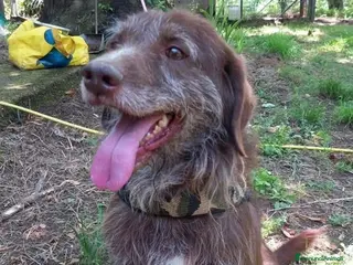 Meticcio cani Dolcissimo cagnolino! Taglia medio piccola - Annuncio 4