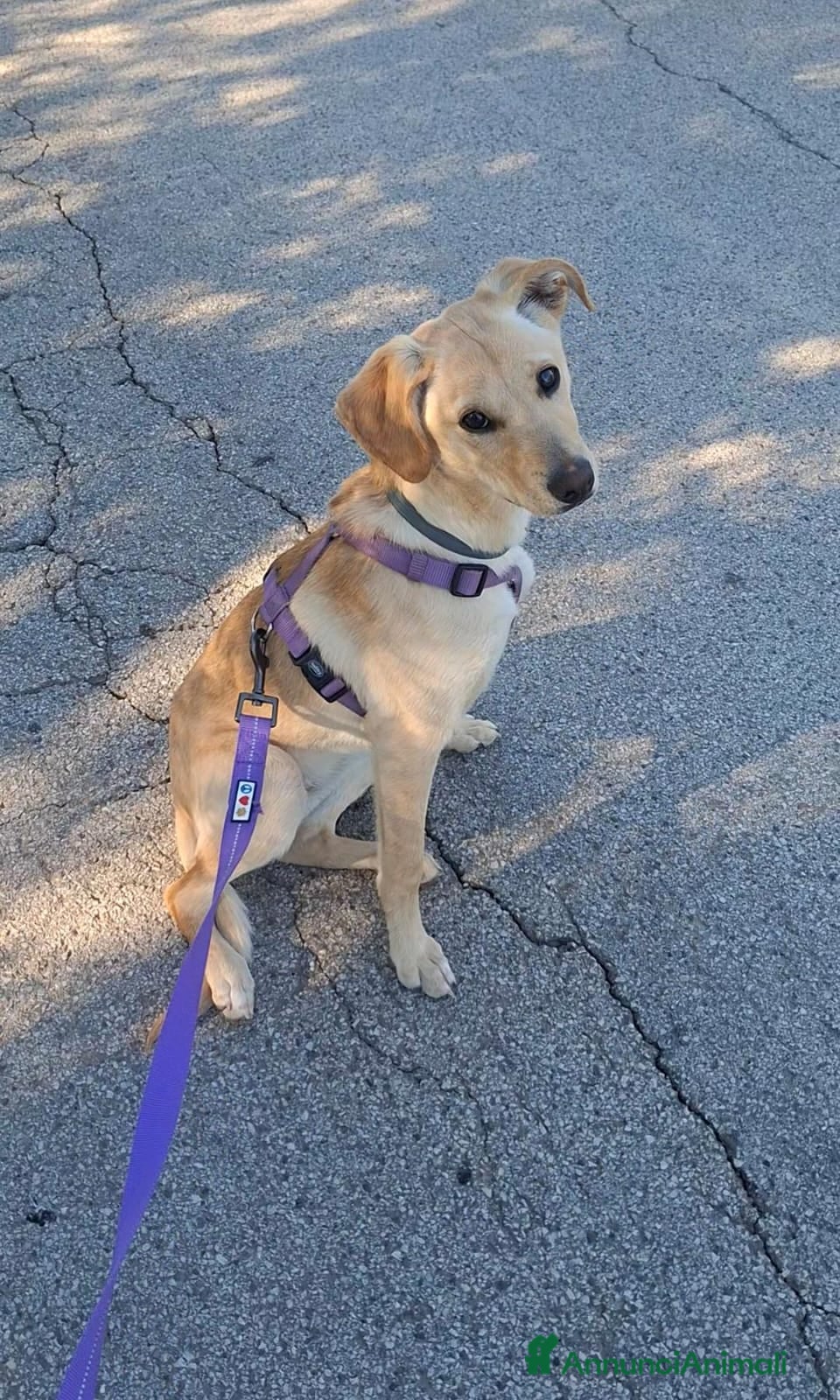 Meticcio cani Luli la pazzerella  - Annuncio 8