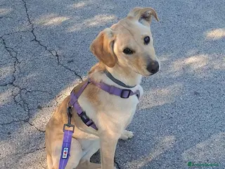 Meticcio cani Luli la pazzerella - Annuncio 8