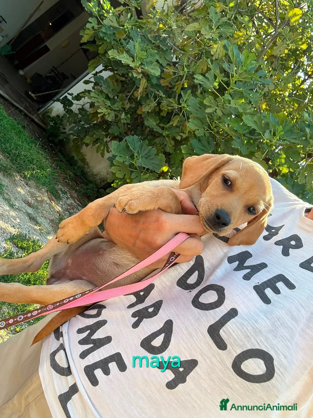 Meticcio cani in regalo: Cuccioli di taglia media piccola  - Annuncio 2