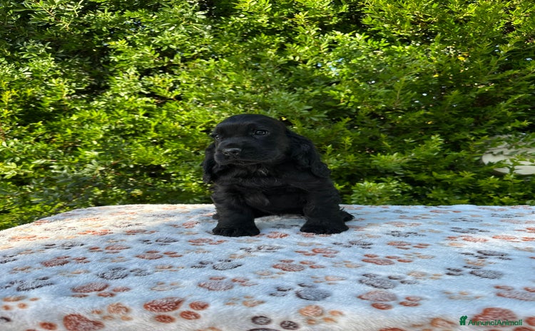 Cocker cani a Provincia di Latina - Annuncio 1