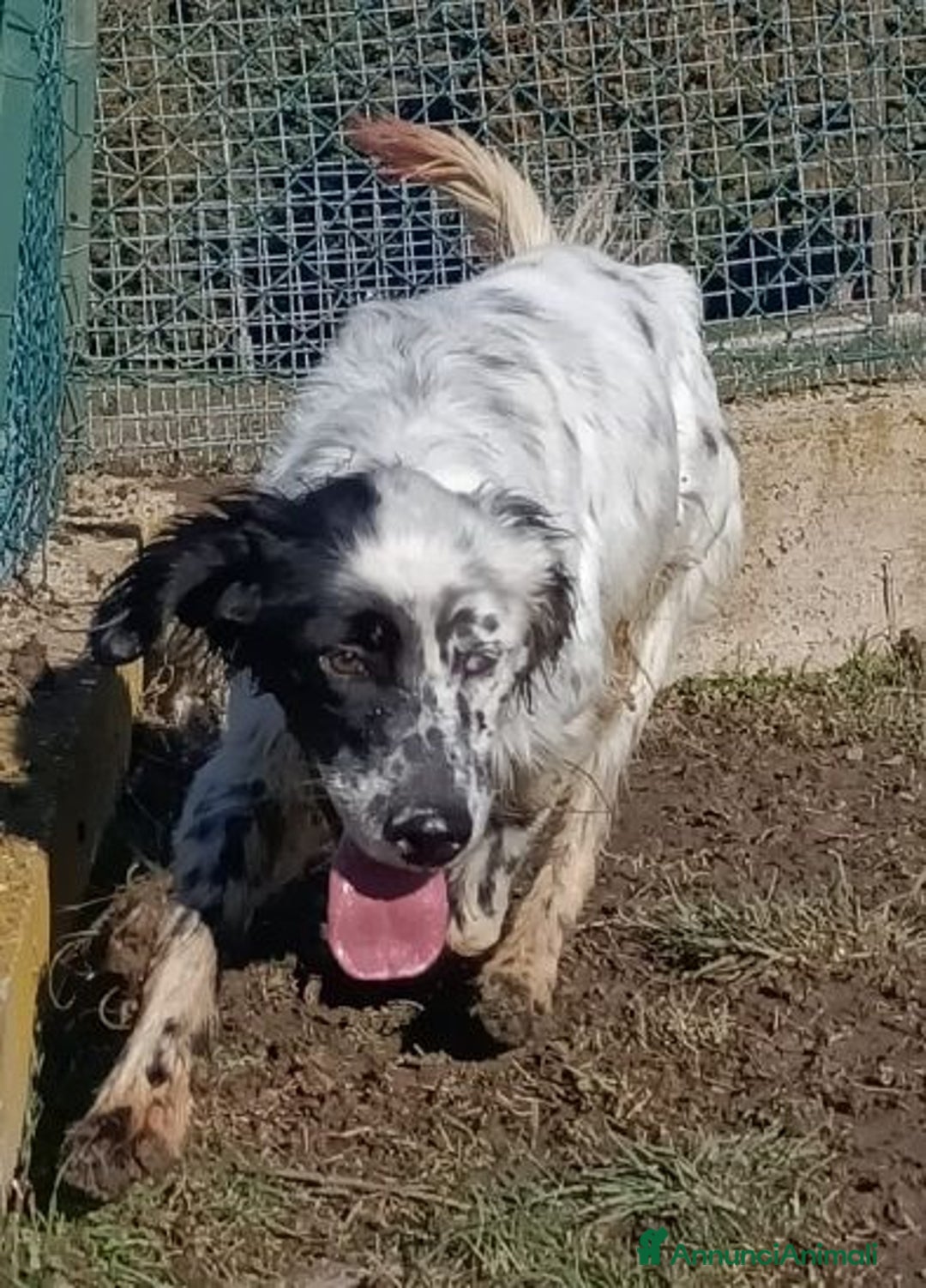 Setter Inglese cani in regalo: OTELLO adora l'acqua e giocare! Bravo - Annuncio 7