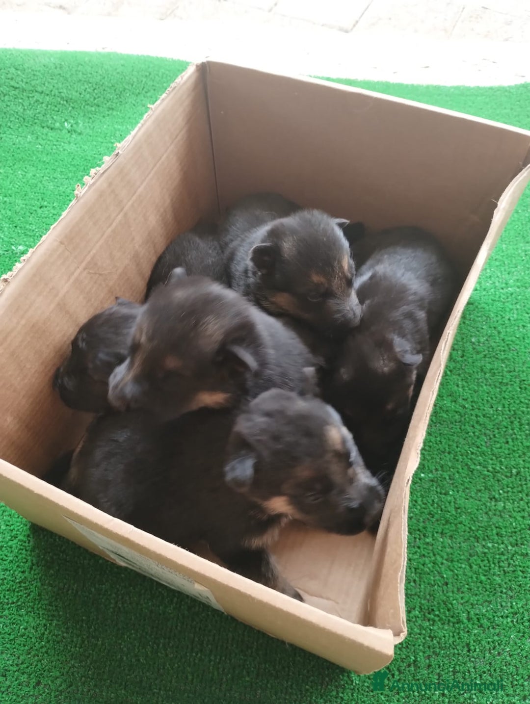 Pastore Tedesco cani in vendita: cuccioli di pastore tedesco - Annuncio 3