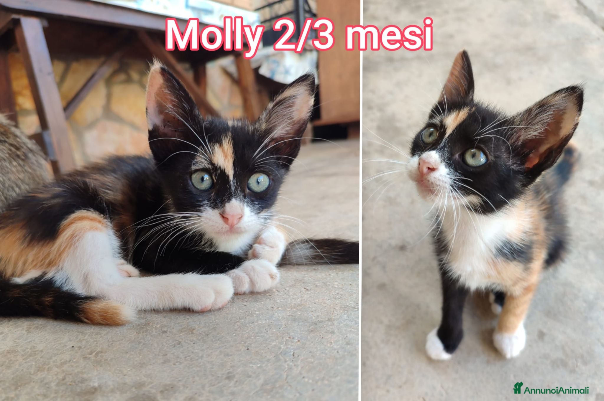 Altre razze gatti GATTINI IN CERCA D'AMORE  - Annuncio 3