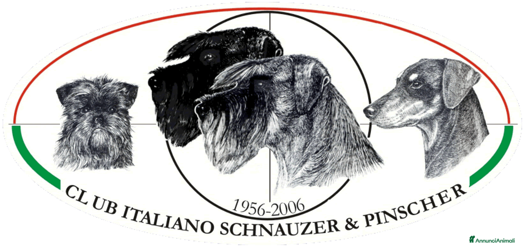 Mini Schnauzer cani in vendita: Schnauzer Nano nero  - Annuncio 2