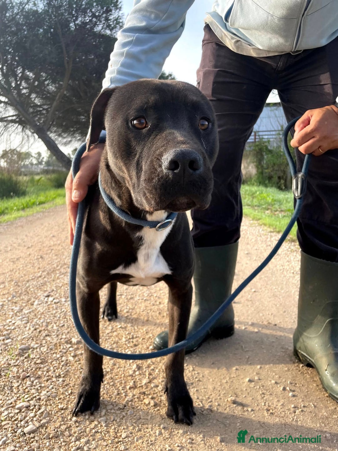 Pitbull cani in regalo: Magico Tyson a Provincia di Latina - Immagine 3