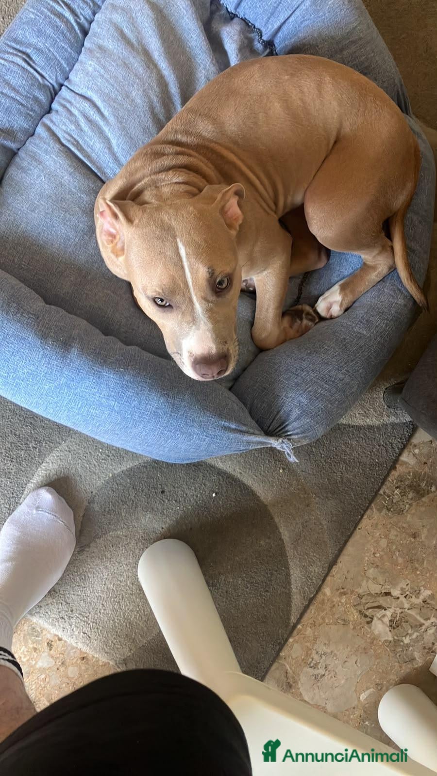 Pitbull cani American pitbull terrier femmina - Annuncio 20