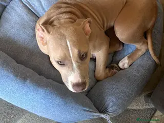 Pitbull cani American pitbull terrier femmina - Annuncio 20