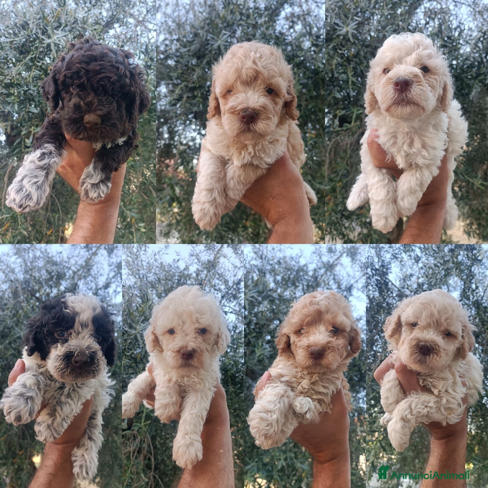 Lagotto cani Cuccioli di Lagotto Romagnolo con Pedigree Roi  - Annuncio 2