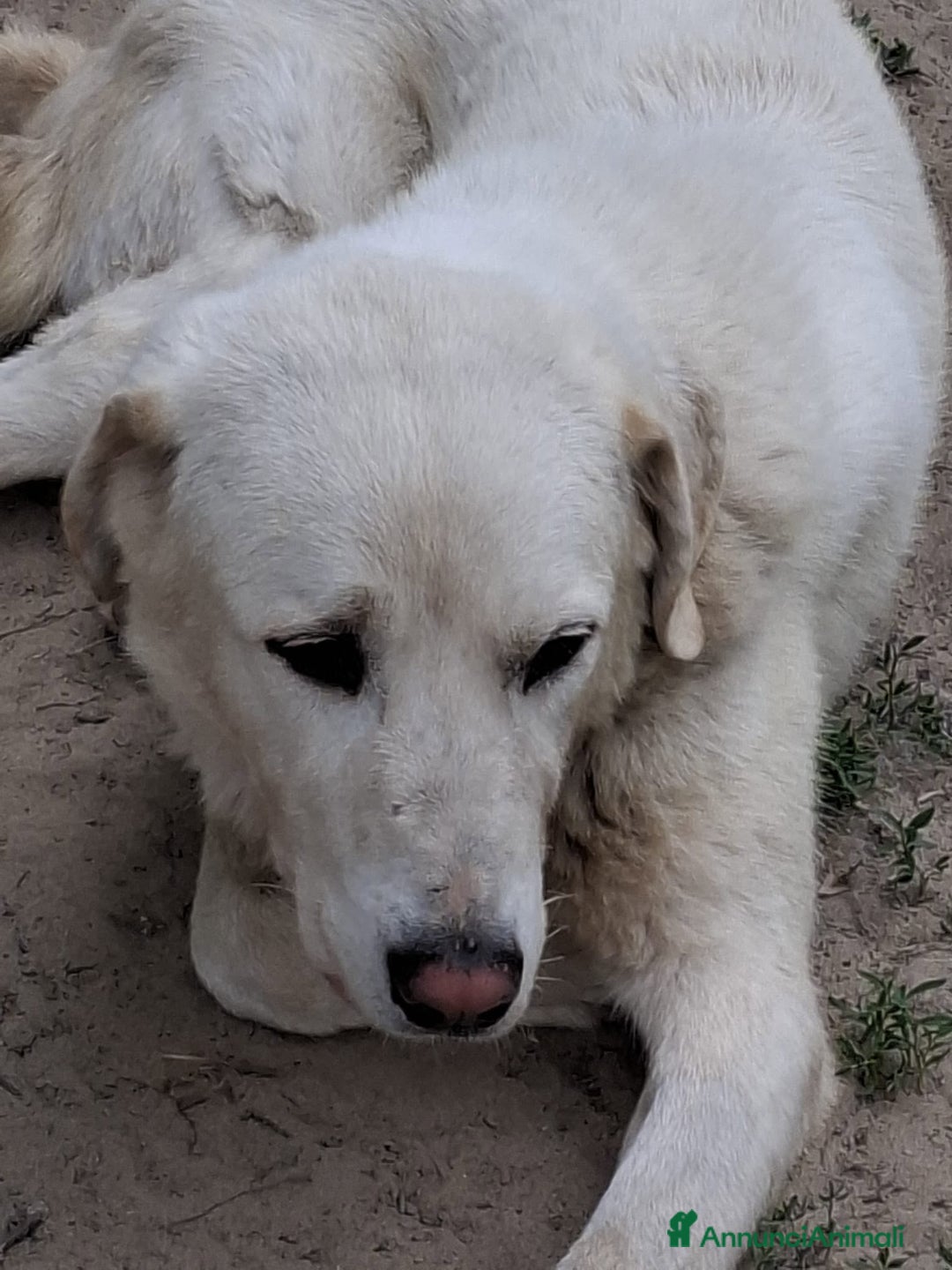 Altre razze cani in regalo: PEPE  - Annuncio 3