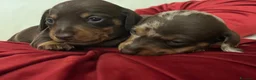 Bassotto cani in vendita: Cucciolo bassotto kaninchen/nano - Annuncio 21