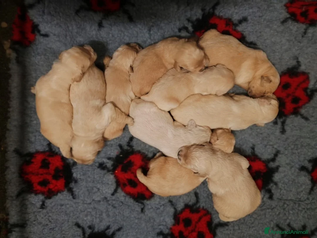 Golden Retriever cani in vendita: GOLDEN RETRIEVER CON PEDIGREE ENCI - Annuncio 5