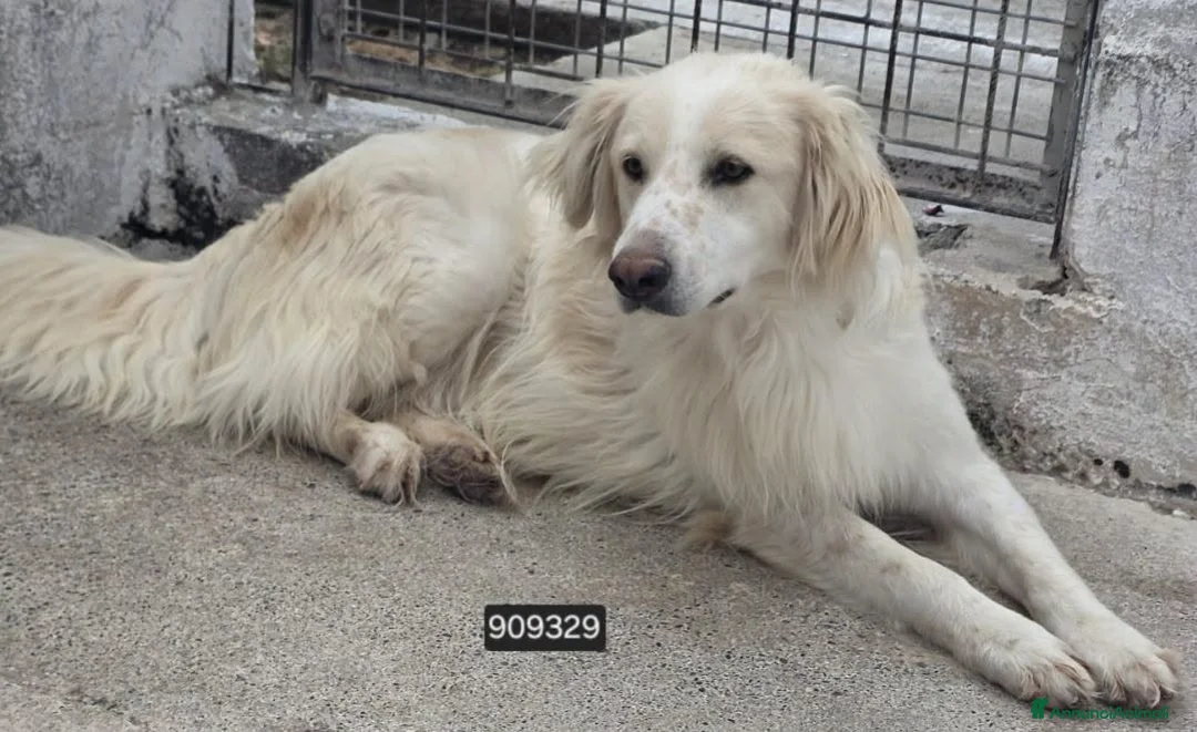 Meticcio cani in regalo: Eragon - Annuncio 1