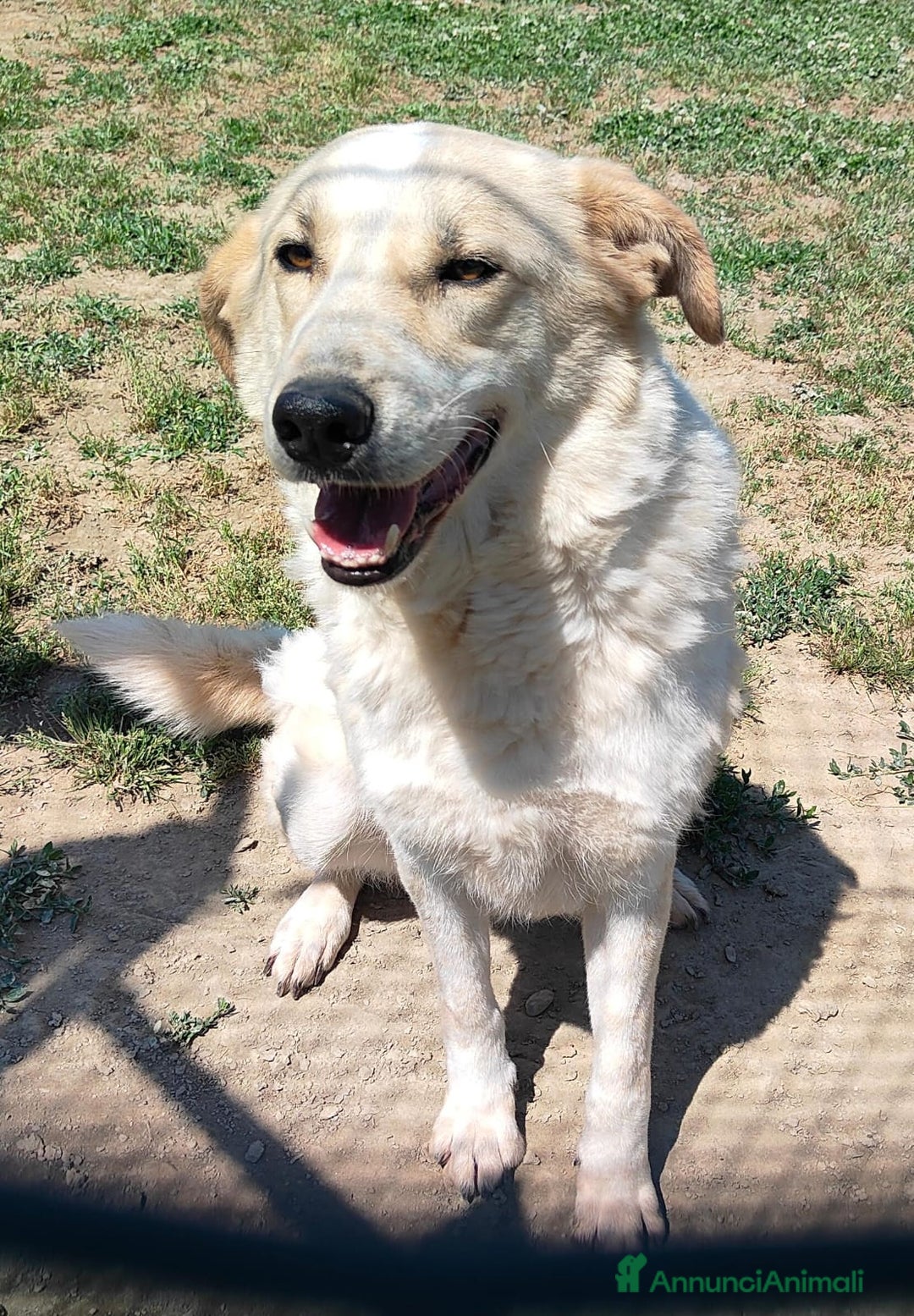 Meticcio cani in regalo: Bob cerca casa da tanto tempo... a Città metropolitana di Milano - Annuncio 1